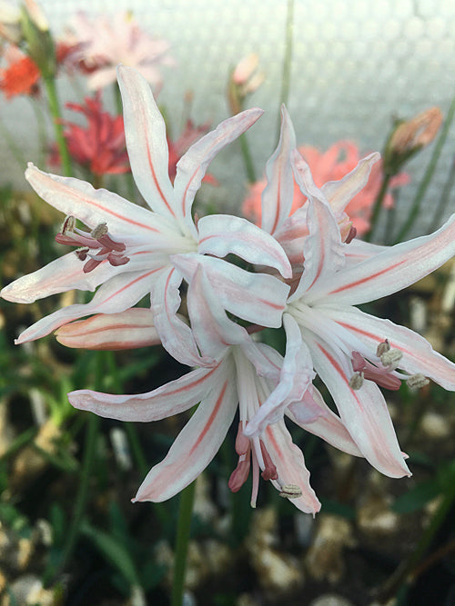 NERINE 'CLARABEL' 203
