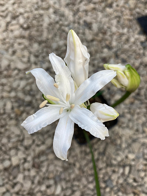 NERINE 'DRUID' 70