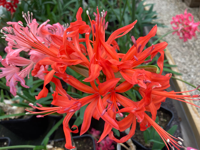 NERINE 'DAPHNE' 46