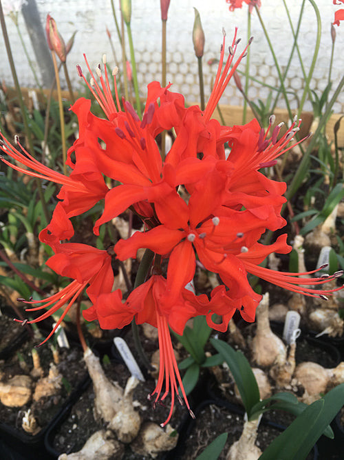 NERINE 'DAPHNE' 68