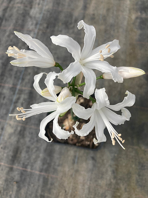 NERINE 'DRUID' 585