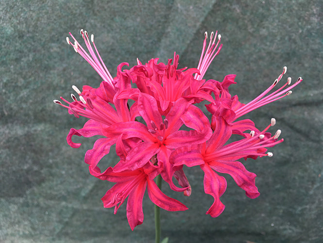 NERINE 'EDITH AMY'