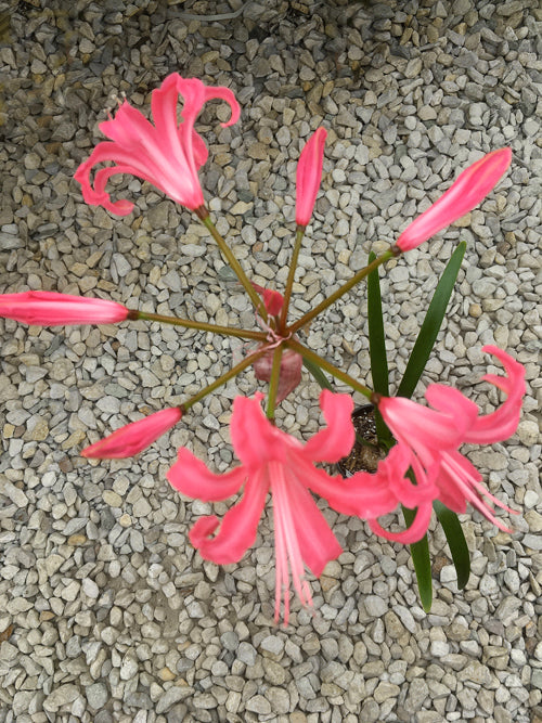 NERINE 'FAIRHAVEN'