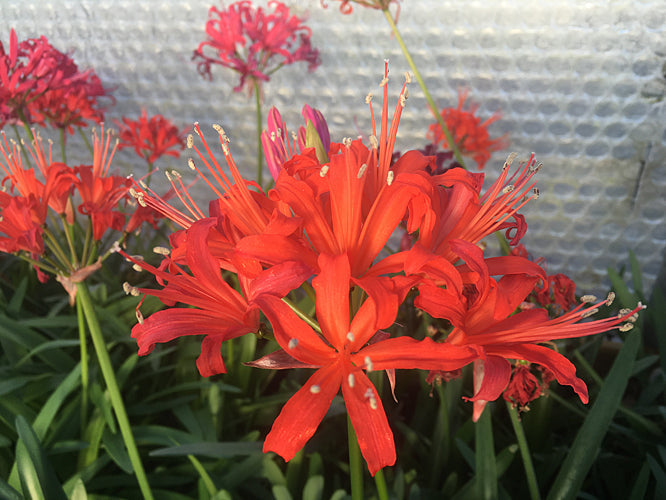 NERINE 'FIRELIGHT' 481