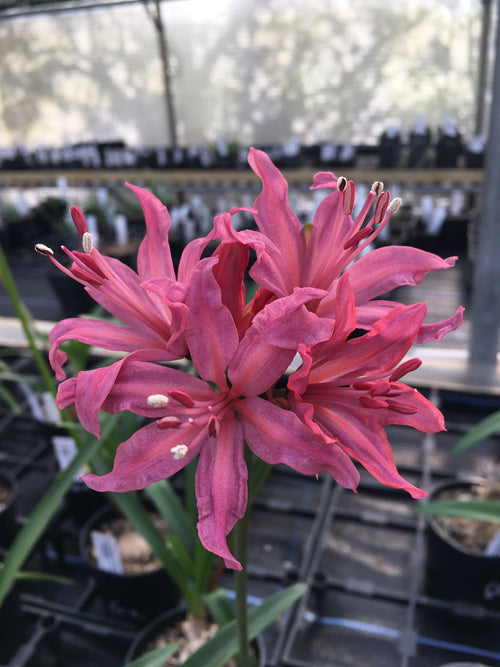 NERINE 'FOUDROYANT'