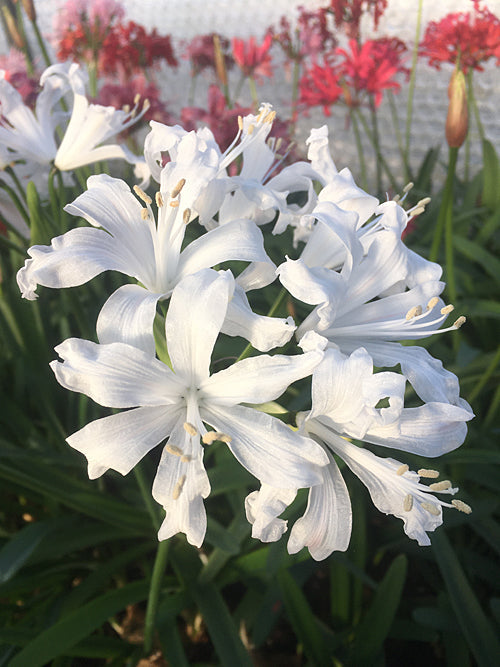 NERINE 'GLENCOE'