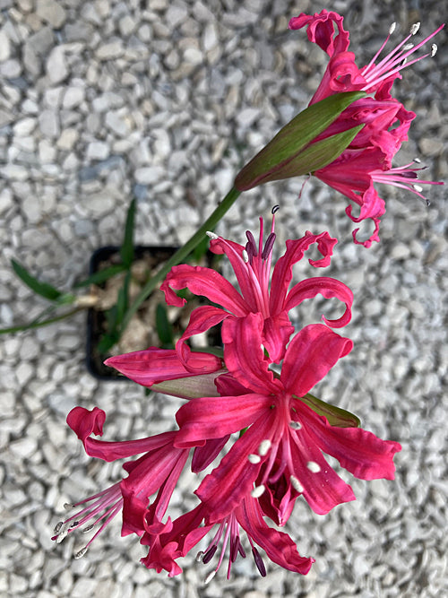 NERINE 'GABY DESLYS'