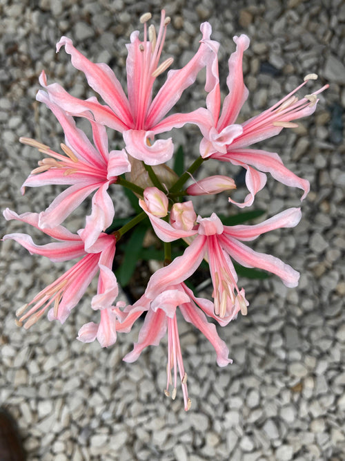 NERINE 'GYPSY QUEEN'