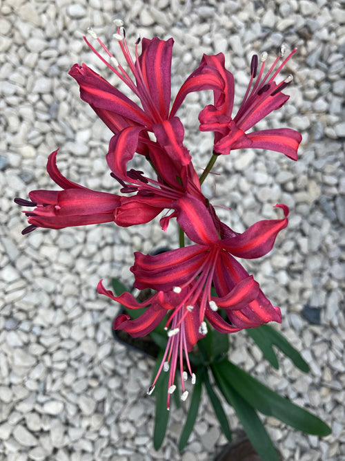 NERINE 'HAMLET' 482