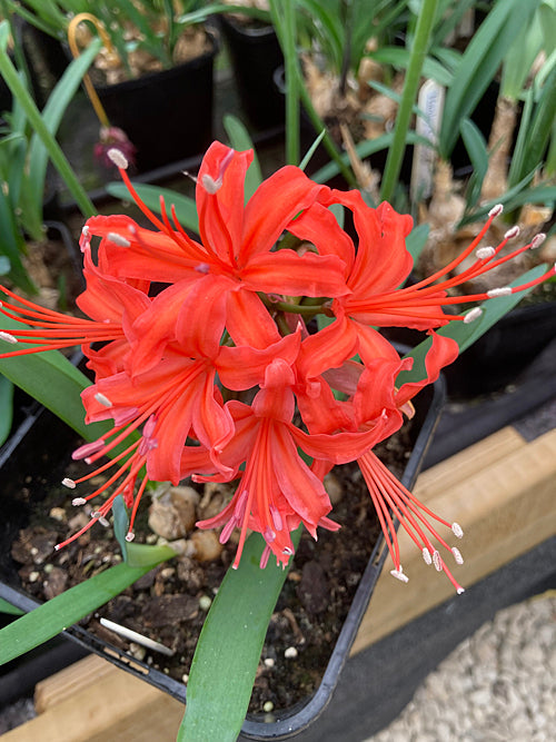 NERINE 'HAPPINESS'
