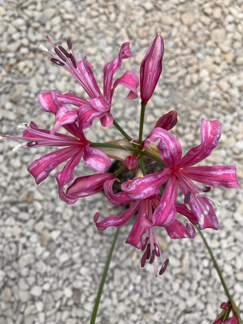 NERINE 'HEATHER'