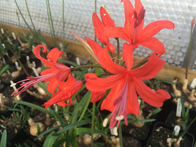 NERINE HIRAO NO 3