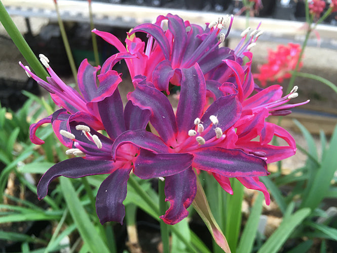NERINE 'HOTSPUR'