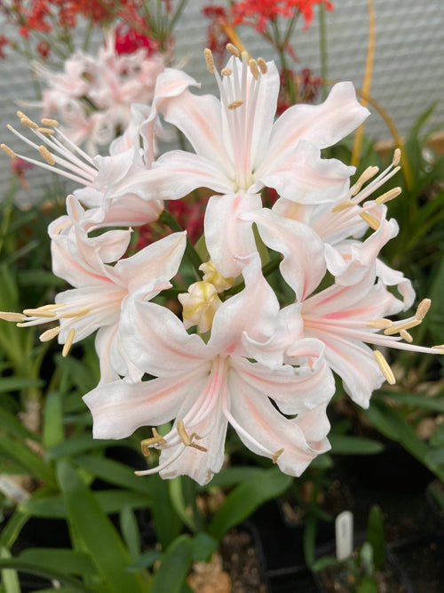 NERINE 'JANET' 295