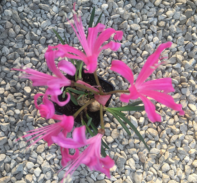 NERINE 'KOPPIE'