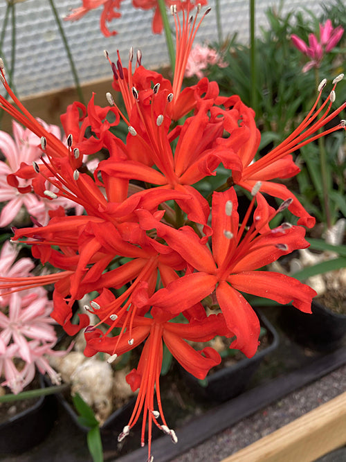 NERINE 'KRONBERG'