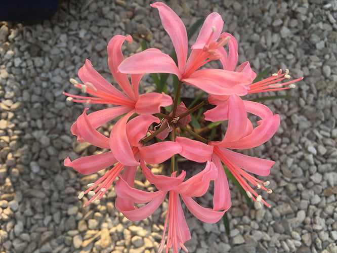 NERINE 'LAMBOURNE'