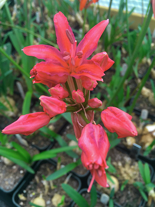 NERINE 'LAVANDU'