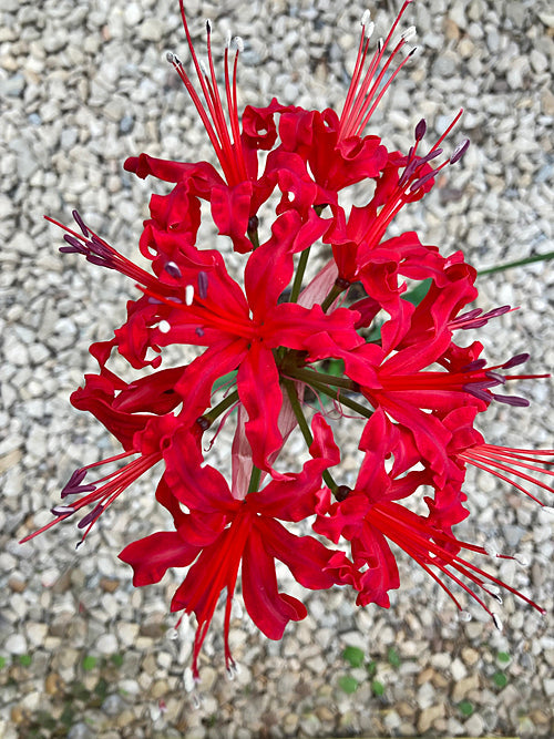 NERINE 'LOCKERLEY'