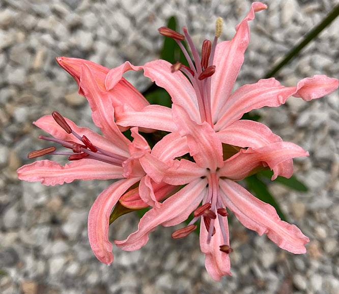NERINE 'MAGGIE'