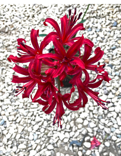 NERINE 'MYFANWI'