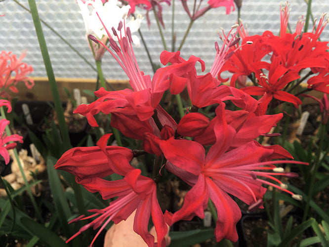 NERINE 'NIGHTGLOW'