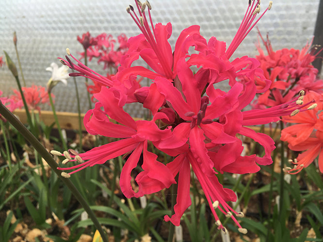 NERINE 'NORA HAMILTON' 82
