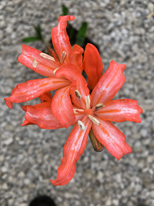 NERINE 'NICETY'