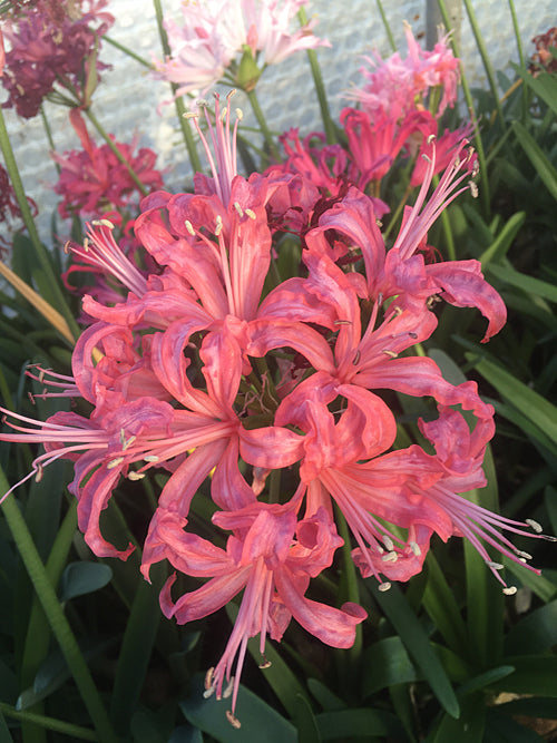 NERINE 'NANCY PERTH'