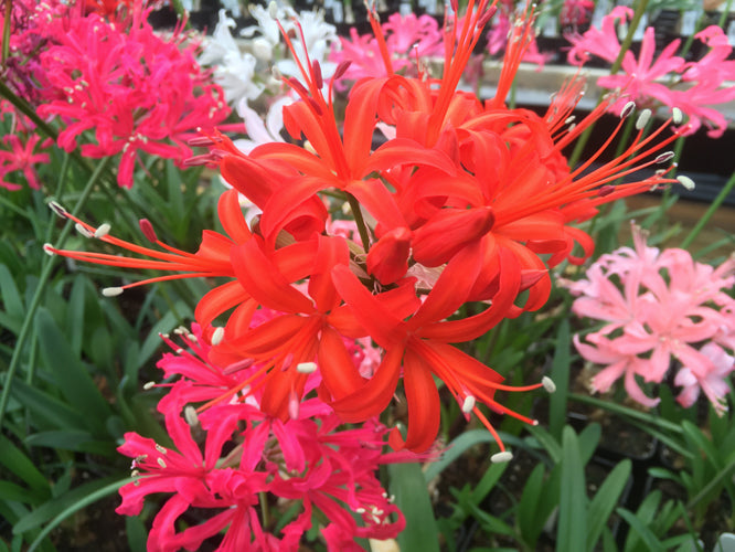 NERINE 'ORANGE FLAME'