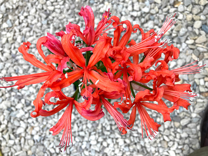 NERINE 'ORANGEADE'