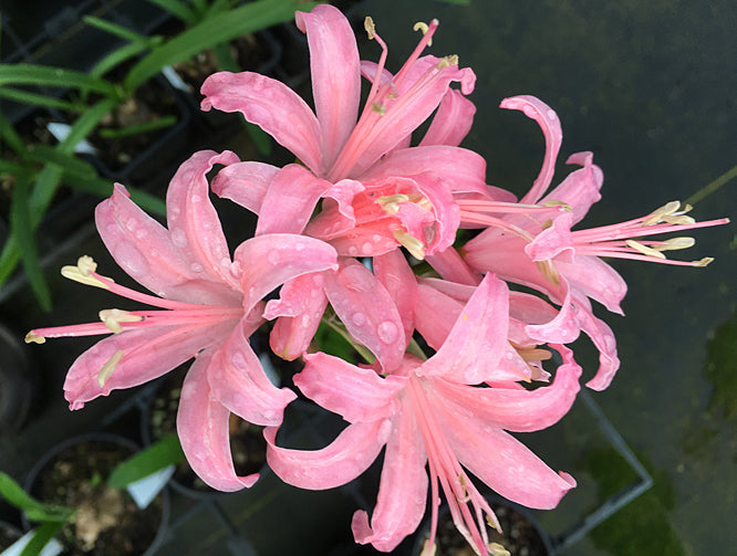 NERINE 'ORION'