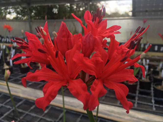 NERINE 'PEKING' 387