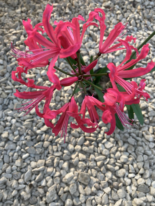 NERINE 'RED EMPEROR'