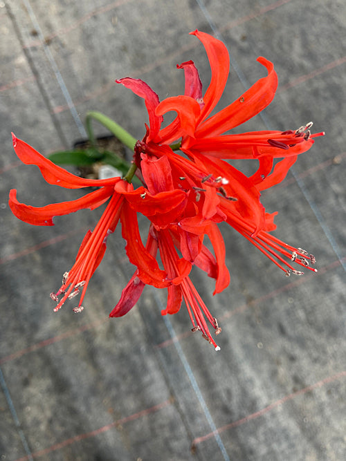 NERINE 'SCOZ'