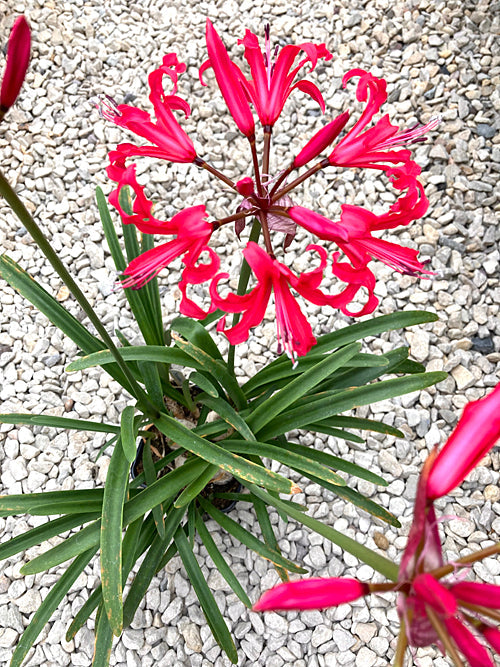 NERINE 'SEAVIEW'
