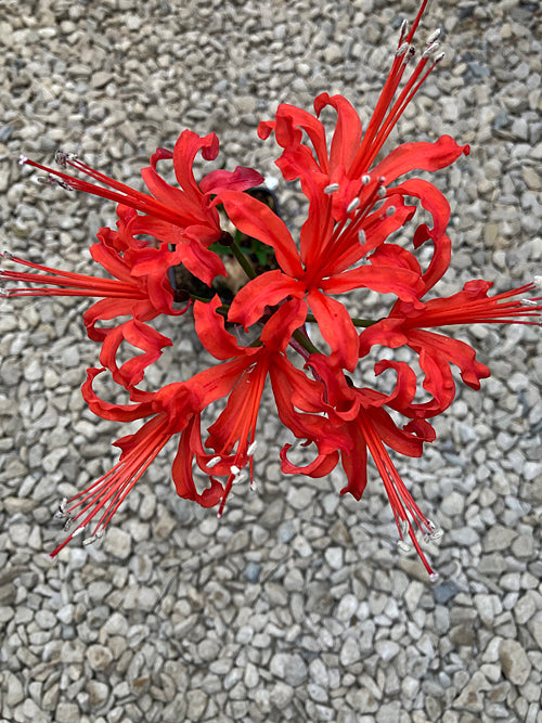NERINE SARNIENSIS M08