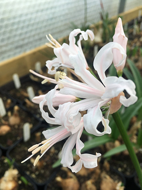 NERINE 'SNOWFLAKE' 721