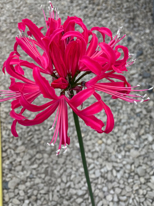 NERINE 'TWYFORD'