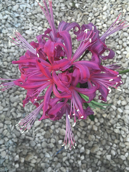 NERINE 'ZULU WARRIOR'
