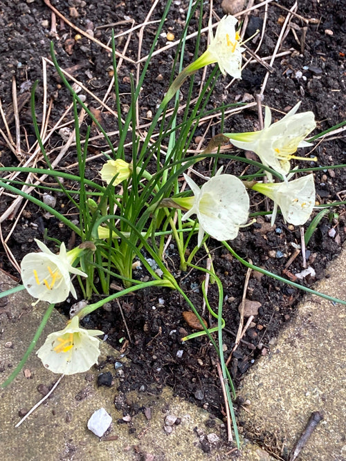 NARCISSUS BULBOCODIUM 'ARCTIC BELLS'
