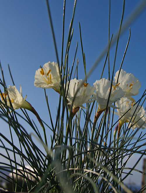 NARCISSUS ROMIEUXII subsp.ALBIDUS var.ZAIANICUS SB&L 82