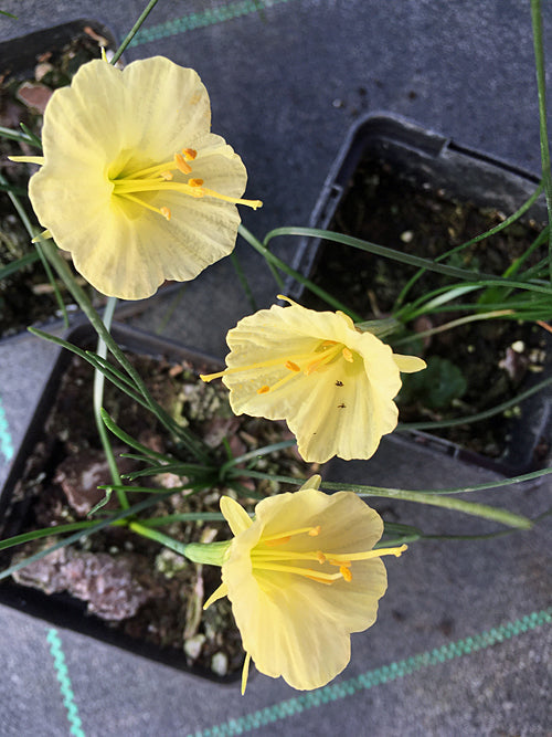 NARCISSUS ROMIEUXII 'JOY BISHOP'