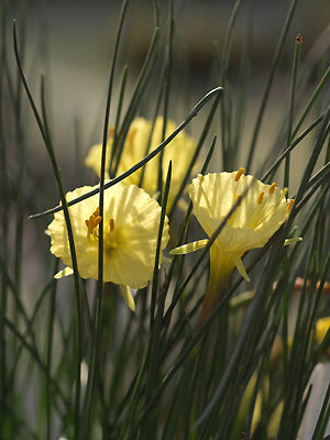 NARCISSUS ROMIEUXII SF 370