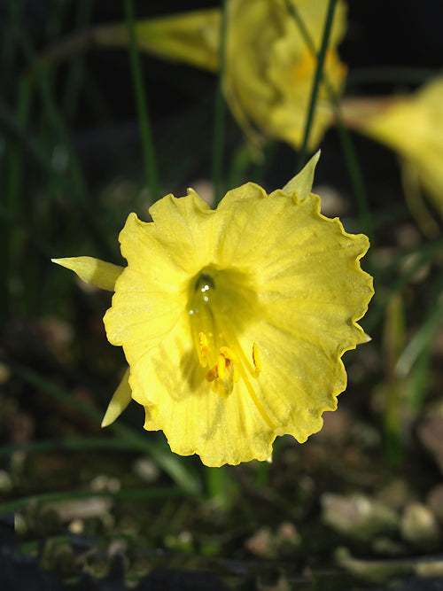 NARCISSUS ROMIEUXII