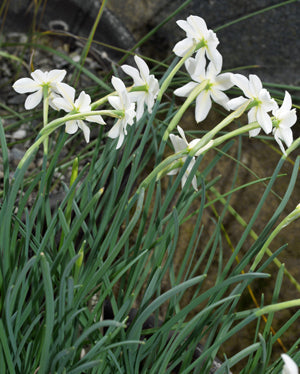 NARCISSUS RUPICOLA subsp.WATIERI