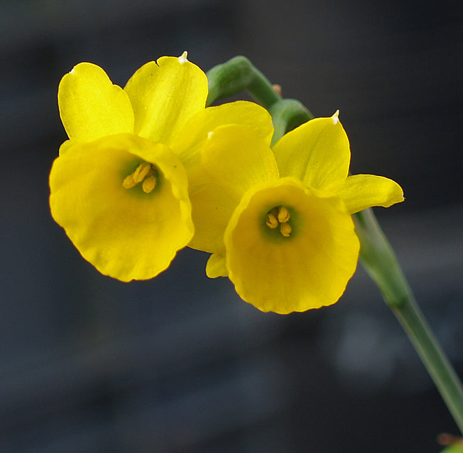NARCISSUS ASSOANUS