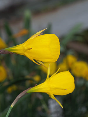NARCISSUS OBESUS