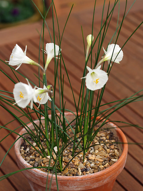 NARCISSUS 'CAMORO'