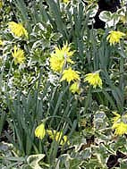 NARCISSUS 'RIP VAN WINKLE'